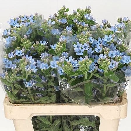 Oxypetalum Coeruleum 40cm Wholesale Dutch Flowers Florist Supplies Uk
