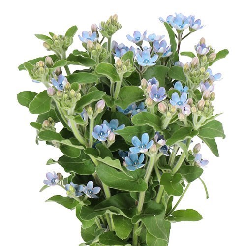 OXYPETALUM COERULEUM 50cm Wholesale Dutch Flowers & Florist Supplies UK