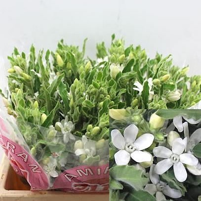 Oxypetalum White 40cm Wholesale Dutch Flowers Florist Supplies Uk