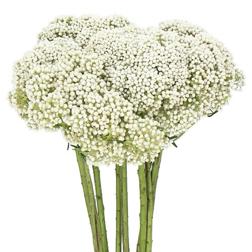 OZOTHAMNUS BOOMING WHITE