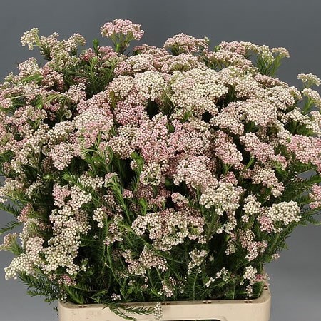 OZOTHAMNUS COOKS LIGHT PINK