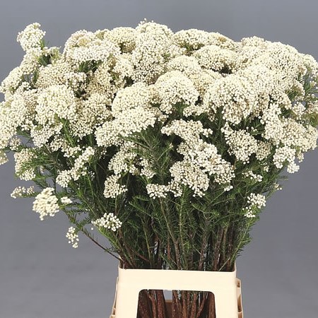 OZOTHAMNUS COOKS SNOW WHITE