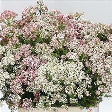 OZOTHAMNUS COOKS TALL PINK
