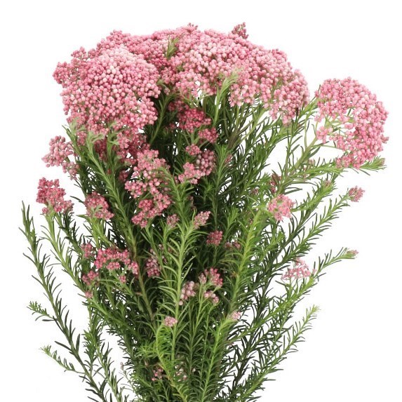 OZOTHAMNUS LIGHT PINK