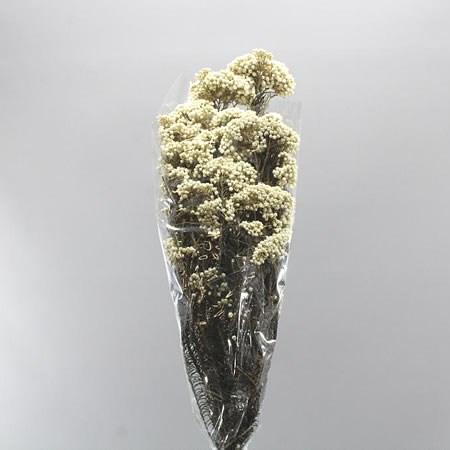 OZOTHAMNUS PRESERVED WHITE
