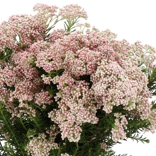 OZOTHAMNUS SPRAY TALL PINK