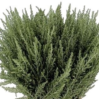 OZOTHAMNUS SUSSEX SILVER