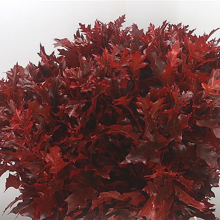 Oak Leaves Dyed Red