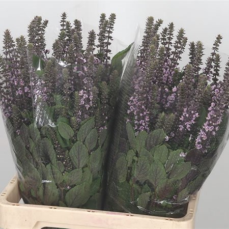 Ocimum Bas Aroma