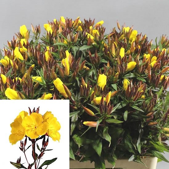 Oenothera Golden Sunlight