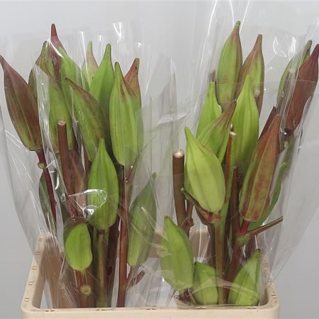 Okra (Lady's Fingers)
