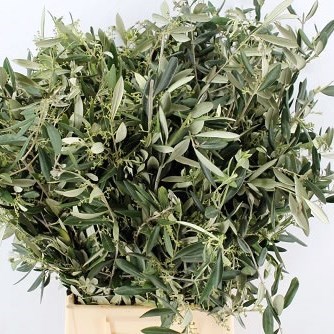 Olive Branches