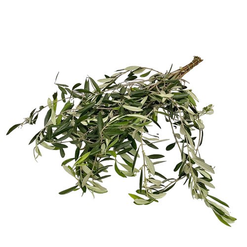 Olive Branches
