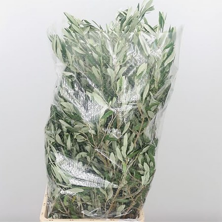 Olive Branches XL