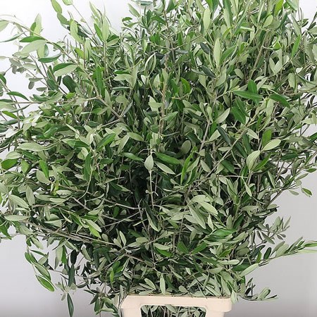 Olive Branches XL