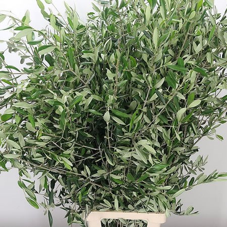 Olive Branches XL