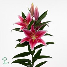 LILY ORIENTAL - PARADERO