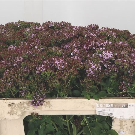 Origanum Charm Purple