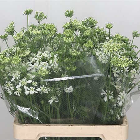 Orlaya Grandflora