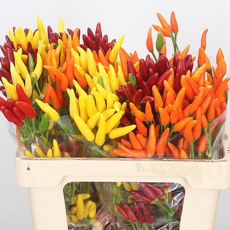 Ornamental Pepper Mix