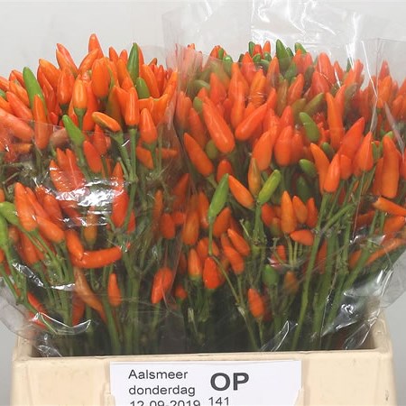 Ornamental Pepper - Orange Fire