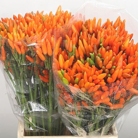 Ornamental Pepper - Orange Fire
