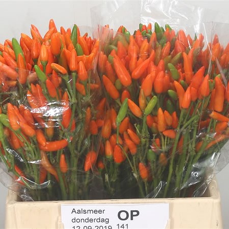 Ornamental Pepper - Orange Fire