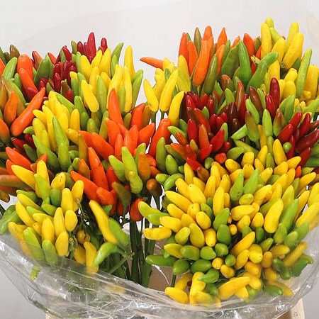 Ornamental Pepper - Paprika Mix