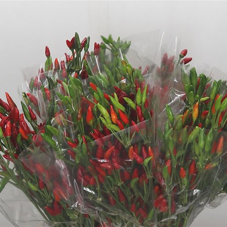 Ornamental Pepper - Paprika Red