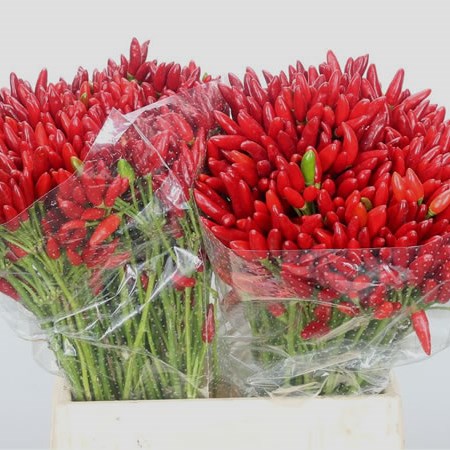 Ornamental Pepper - Red Fire