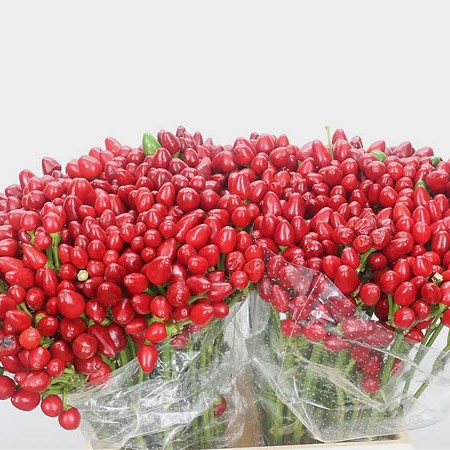 Ornamental Peppers Red Candy