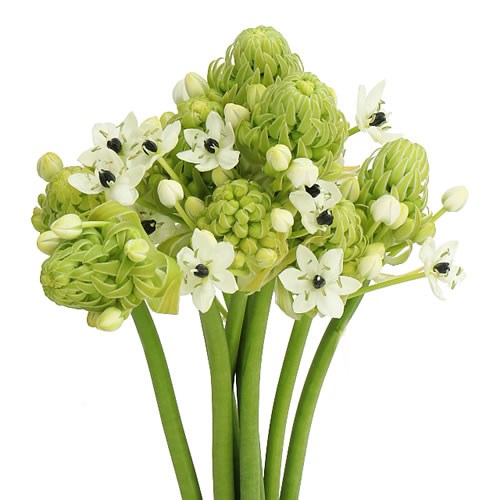 Ornithogalum Arabicum Saundersiae