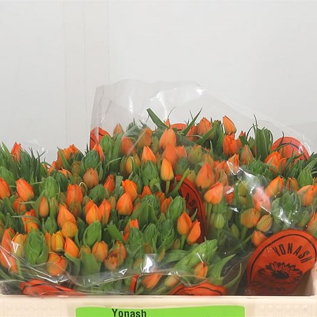 Ornithogalum Dubium Sunshine Orange