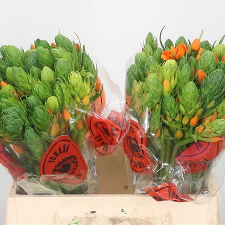 Ornithogalum Dubium Sunshine Orange