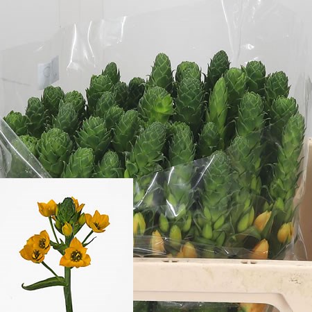 Ornithogalum Gold Star