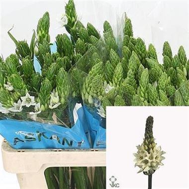 Ornithogalum Mount Fuji