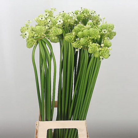 Ornithogalum Saundersiae