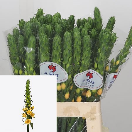 Ornithogalum Splash Star