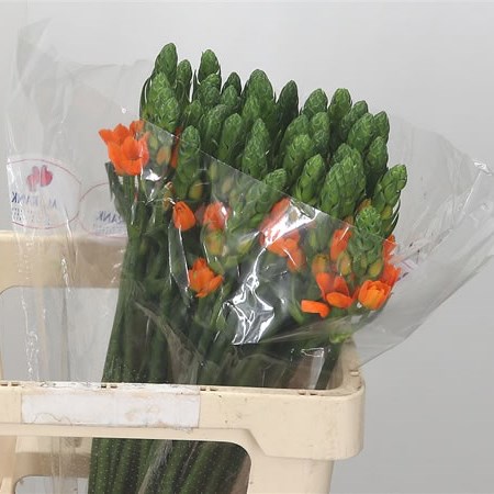 Ornithogalum Super Star Orange