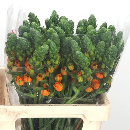 Ornithogalum Super Star Orange