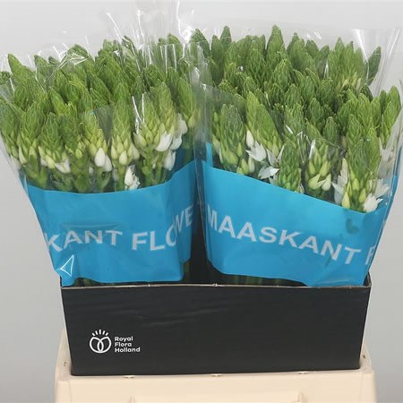 Ornithogalum Thyrsoides