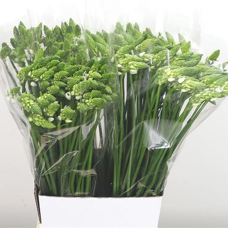 Ornithogalum Thyrsoides