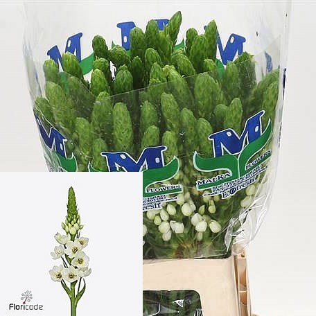 Ornithogalum Thyrsoides Milky Way