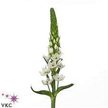 Ornithogalum thyrsoides white star