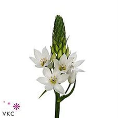 Ornithogalum thyrsoides 55cm