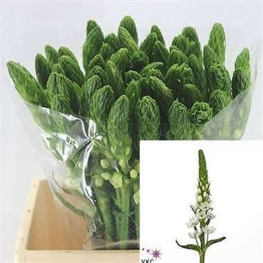 ORNITHOGALUM WHITE STAR