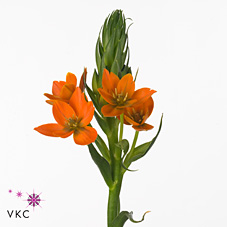 Ornithogalum orange fire