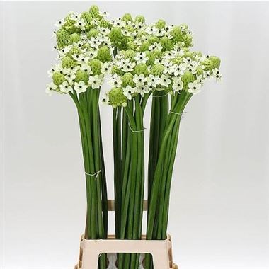 Ornithogalum Saundersiae