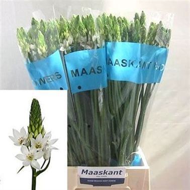 Ornithogalum Thyrsoides