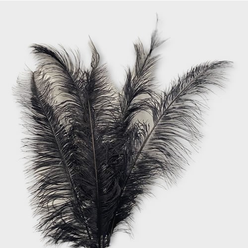 Ostrich Feathers - Black